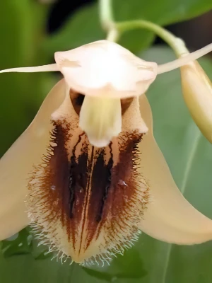 Bild von Coelogyne ovalis 3